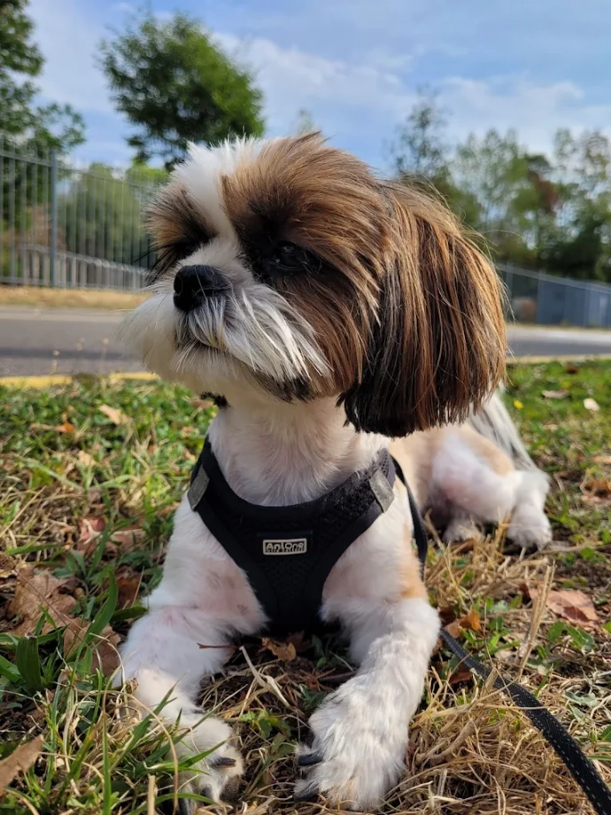 garde animaux - Les Matous Zhazous